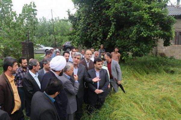 بارش باران به 10 درصد شالیزارهای گیلان خسارت زد بارش باران به 10 درصد شالیزارهای گیلان خسارت زد