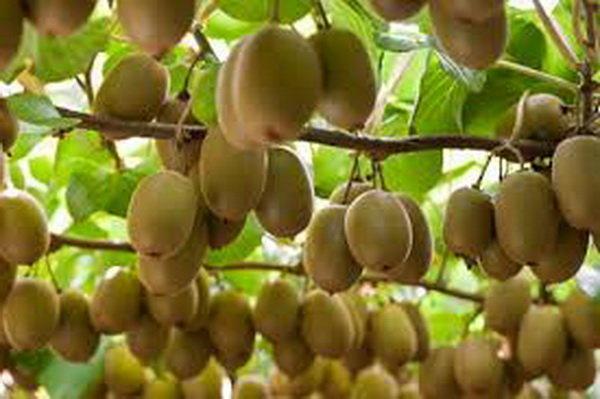 روسیه بزرگترین مشتری کیوی های تالش روسیه بزرگترین مشتری کیوی های تالش