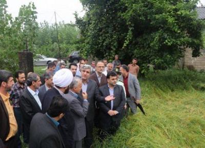 بارش باران به 10 درصد شالیزارهای گیلان خسارت زد