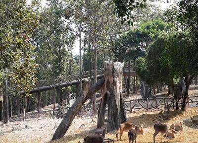باغ وحش چیانگ مای