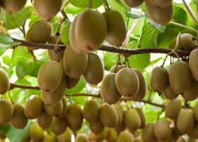 روسیه بزرگترین مشتری کیوی های تالش