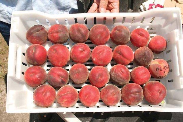 روسیه واردات میوه از صربستان و مقدونیه را ممنوع کرد تور روسیه ارزان