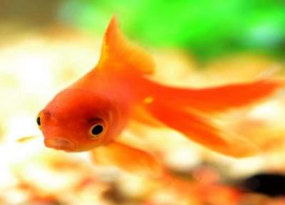 ماهی قرمز می تواند ناقل ویروس کرونا باشد؟