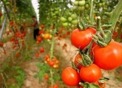 خبرنگاران صادرات حدود یکهزار تن گوجه فرنگی از میرجاوه به روسیه و کشورهای حاشیه خلیج فارس