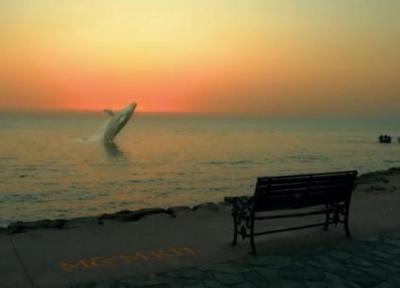 ماجرای حضور نهنگ در ساحل بوشهر چه بود؟