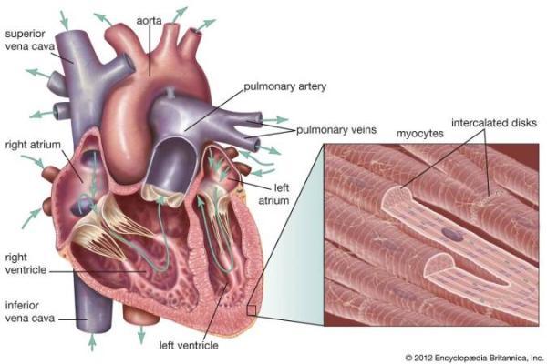توضیحی در خصوص فرایند انقباض عضلات قلبی