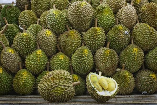 تور ارزان مالزی: دوریان، میوه عجیب استوایی (جاذبه های مالزی: قسمت اول)