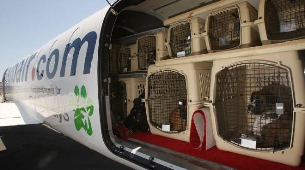 هزینه و شرایط حمل حیوانات با هواپیما چگونه است؟