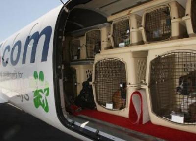 هزینه و شرایط حمل حیوانات با هواپیما چگونه است؟