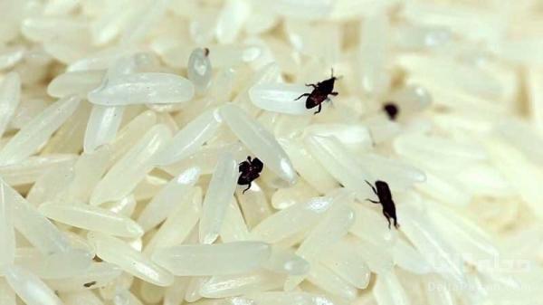 شیوه نگهداری برنج خام در خانه که نمی دانستید