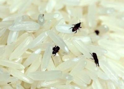 شیوه نگهداری برنج خام در خانه که نمی دانستید