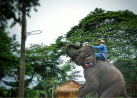 دهکده فیل ها در پاتایا