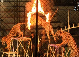 باغ وحش ببرها در پاتایا