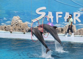 با دنیای وحش سافاری بانکوک آشنا شوید