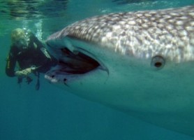 ورزش و سرگرمی در تور بانکوک